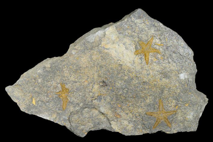 Two Ordovician Starfish (Petraster?) Fossils - Morocco #180859